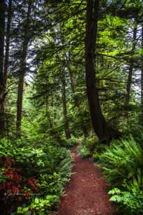 Trail to 3rd Beach-7216